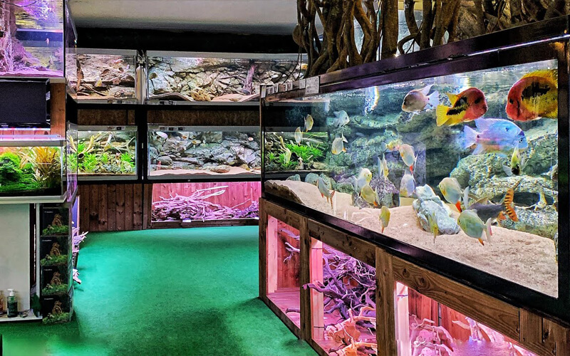 cửa hàng cá cảnh ở Đà Lạt