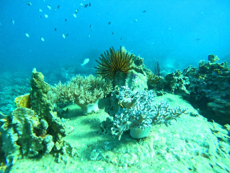 Ngắm san hô tại Đảo Hòn Tằm