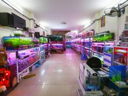 cửa hàng cá cảnh ở Bắc Ninh